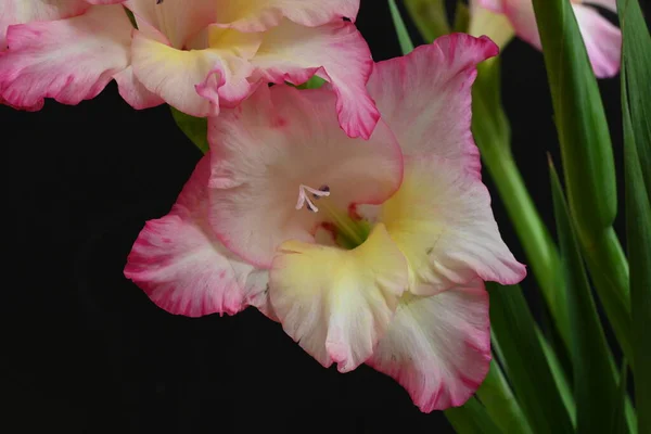 Hermosas Flores Iris Blanco Rosa Sobre Fondo Oscuro —  Fotos de Stock