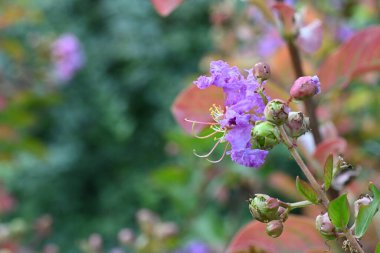 Bahçedeki güzel mor çiçekler