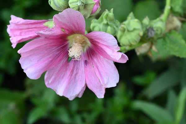 Flores Rosa Florescendo Bonitas Jardim — Fotografia de Stock