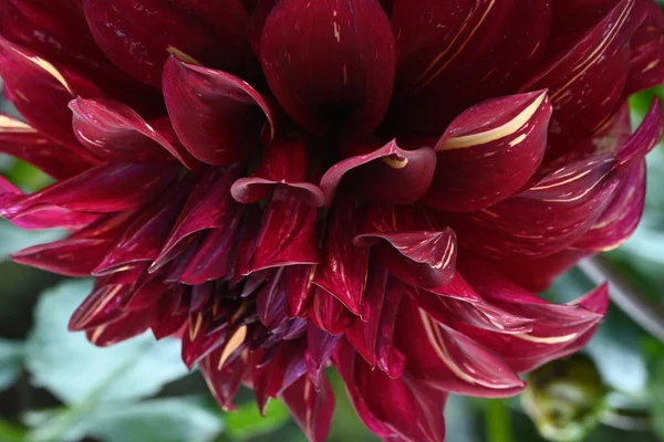 Όμορφα Ανθισμένα Κόκκινα Λουλούδια Στον Κήπο — Φωτογραφία Αρχείου