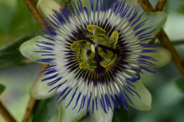 Güzel Passiflora çiçeği bahçede