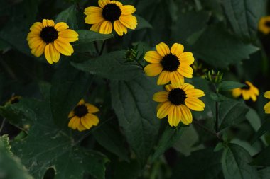 Bahçedeki güzel sarı çiçekler