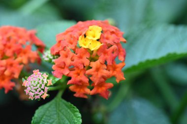 Yeşil yapraklı turuncu çiçekler