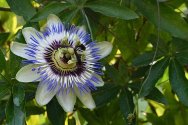 Güzel Passiflora çiçeği bahçede