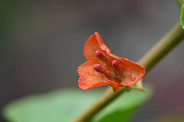 Indah Mekar Bunga Merah Taman — Stok Foto