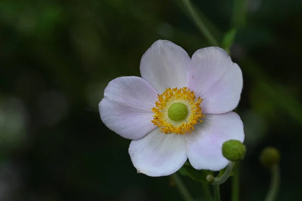 Close Beautiful Flower Growing Garden — 스톡 사진