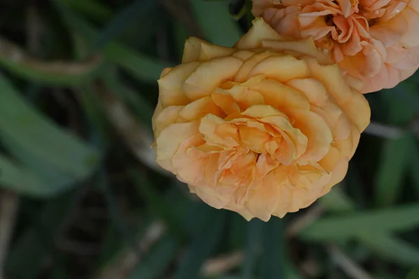 Κίτρινα Τριαντάφυλλα Στον Κήπο — Φωτογραφία Αρχείου