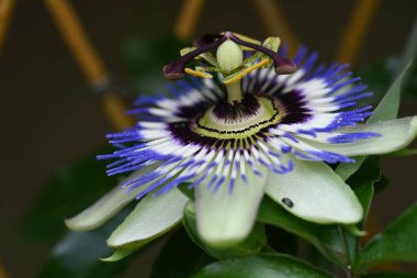 Güzel Passiflora çiçeği bahçede