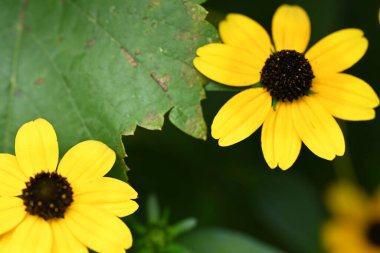 Bahçedeki güzel sarı çiçekler