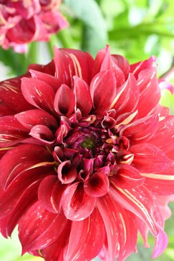 Bahçede açan güzel kırmızı çiçekler