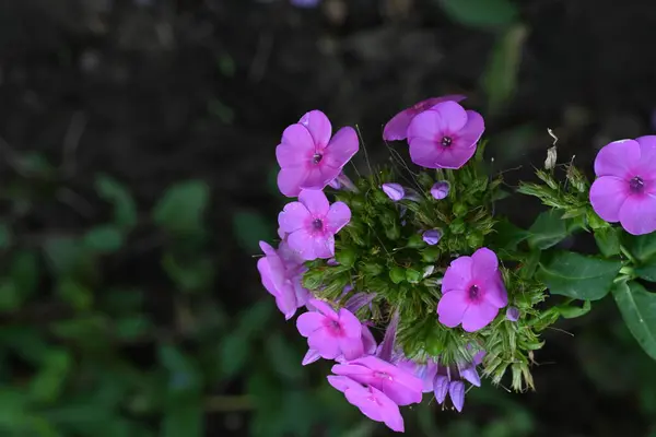 花园里绽放着美丽的粉红色花朵 — 图库照片