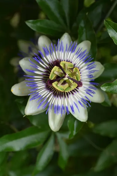 정원에 아름다운 꽃식물 — 스톡 사진
