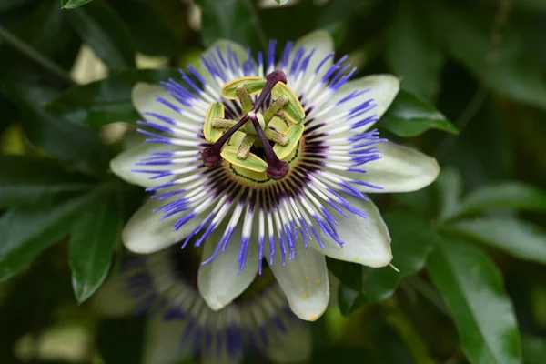 정원에 아름다운 꽃식물 — 스톡 사진