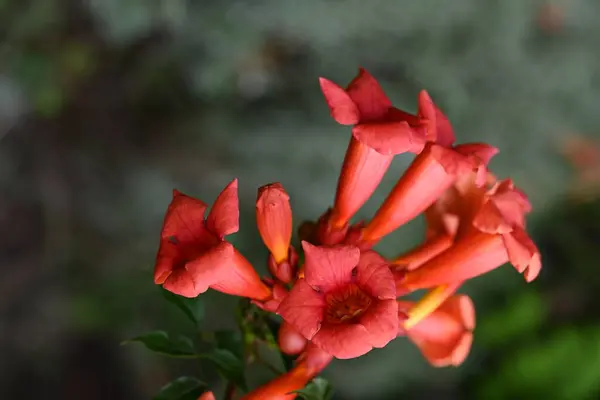 Όμορφα Ανθισμένα Κόκκινα Λουλούδια Στον Κήπο — Φωτογραφία Αρχείου