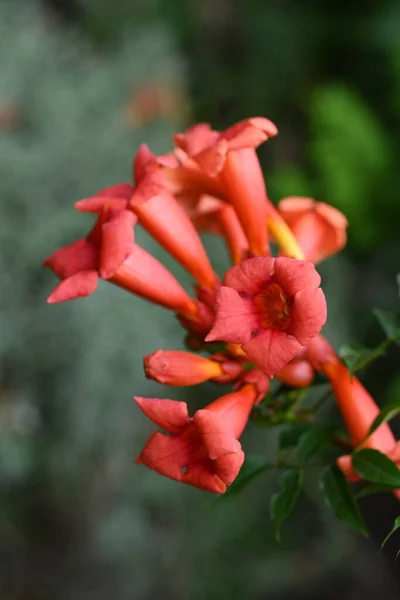 Hermosas Flores Rojas Flor Jardín — Foto de Stock