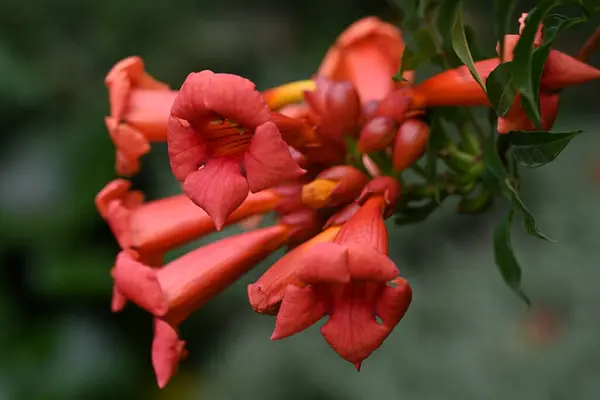 Schöne Blühende Rote Blumen Garten — Stockfoto
