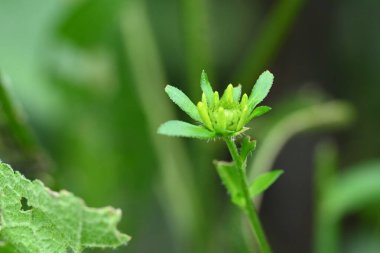 Bahçedeki yeşil bitkileri kapatın.