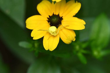 Örümcekli güzel çiçeğin yakın görüntüsü 