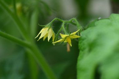 Bahçedeki güzel sarı çiçekler