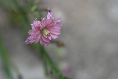 Bahçedeki güzel pembe çiçekler