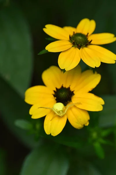 Beautiful Flowers Summer Concept Close View — Stock Photo, Image