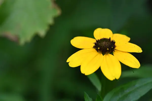 Schöne Gelbe Blumen Garten — Stockfoto