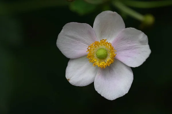 Zblízka Krásné Květiny Rostoucí Zahradě — Stock fotografie