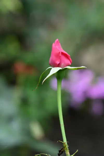 Ροζ Τριαντάφυλλο Στον Κήπο — Φωτογραφία Αρχείου