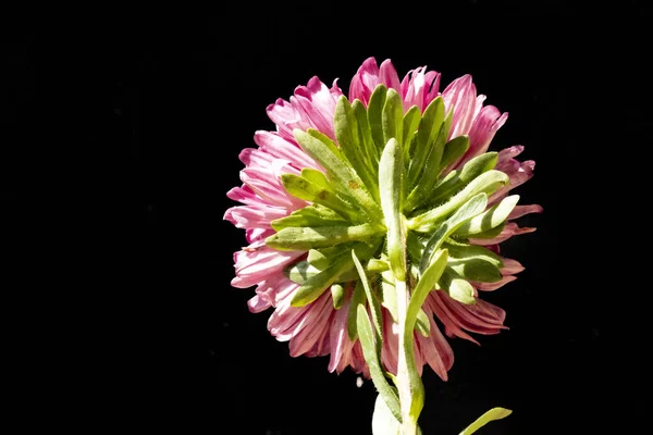 Koyu Arka Plan Üzerinde Güzel Pembe Çiçekler — Stok fotoğraf