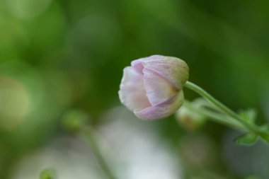 close up of beautiful  flower growing in the garden 