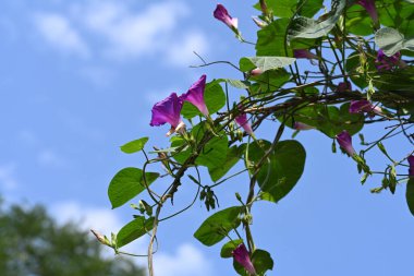 Bahçedeki güzel mor çiçekler