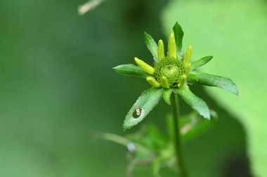 Güzel çiçek tomurcuğu, yaz konsepti, yakın manzara
