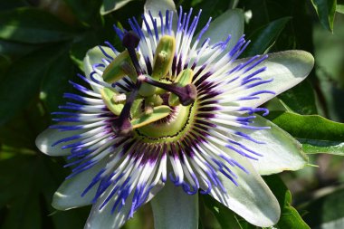 Güzel Passiflora çiçeği bahçede