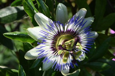 Güzel Passiflora çiçeği bahçede
