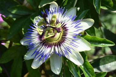 Güzel Passiflora çiçeği bahçede