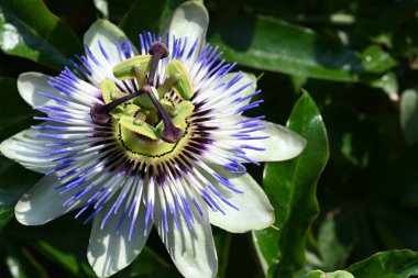 Güzel Passiflora çiçeği bahçede