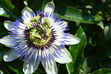 Güzel Passiflora çiçeği bahçede