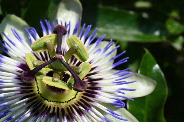 Güzel Passiflora çiçeği bahçede