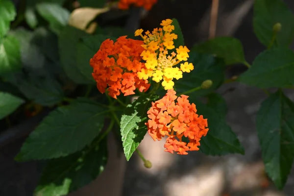 Fiori Arancio Con Foglie Verdi — Foto Stock