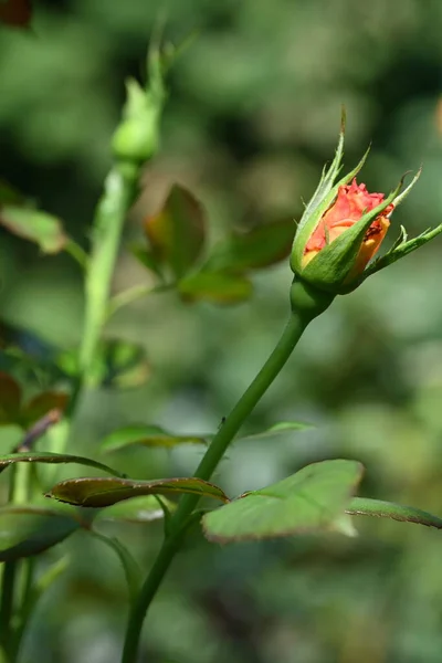 Розовая Роза Саду — стоковое фото
