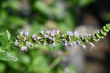 Bahçedeki güzel çiçek, flora