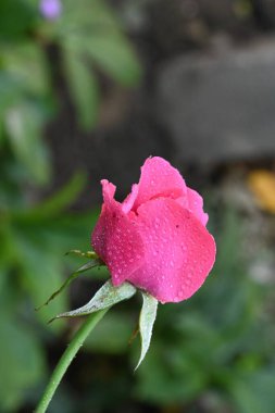 Bahçedeki pembe gül