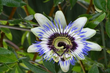 Güzel Passiflora çiçeği bahçede