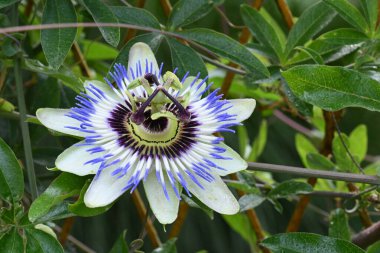 Güzel Passiflora çiçeği bahçede