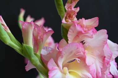 güzel beyaz ve pembe iris çiçekleri koyu arkaplanda