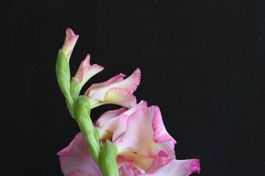 güzel beyaz ve pembe iris çiçekleri koyu arkaplanda