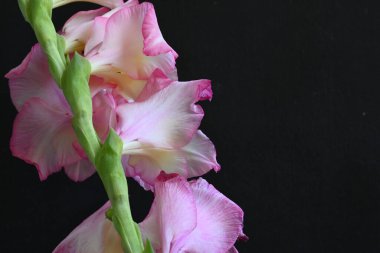 güzel beyaz ve pembe iris çiçekleri koyu arkaplanda