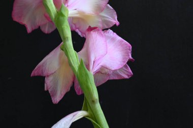 güzel beyaz ve pembe iris çiçekleri koyu arkaplanda