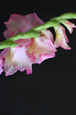 güzel beyaz ve pembe iris çiçekleri koyu arkaplanda