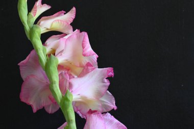 güzel beyaz ve pembe iris çiçekleri koyu arkaplanda